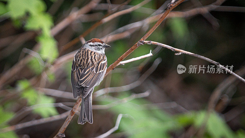 残酷的家庭，(Spizella passerina)，切麻雀。